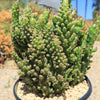 Austrocylindropuntia subulata monstrose &