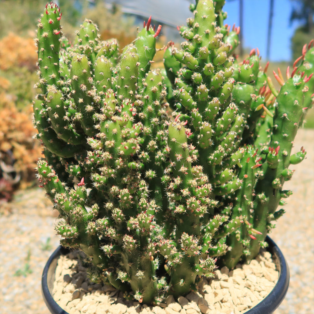 Austrocylindropuntia subulata monstrose &