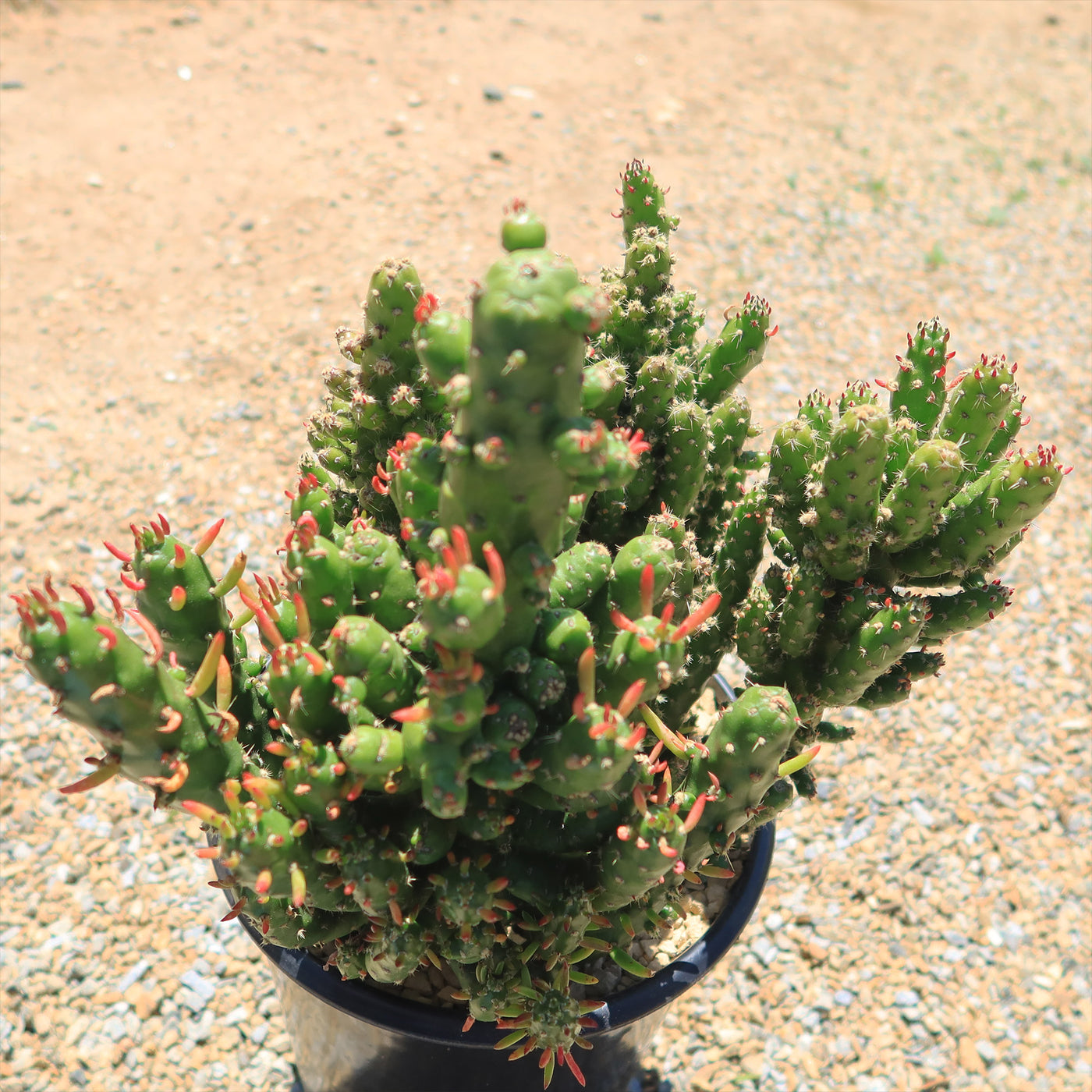 gumby succulent Austrocylindropuntia subulata monstrose 'Gumby'
