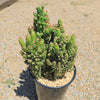 Austrocylindropuntia subulata monstrose &