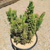 Austrocylindropuntia subulata monstrose &