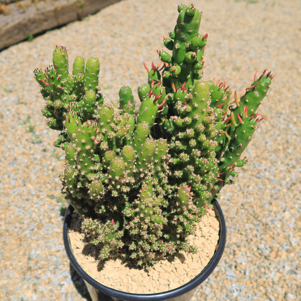 Austrocylindropuntia subulata monstrose &
