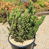 Austrocylindropuntia subulata monstrose &