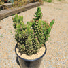 Austrocylindropuntia subulata monstrose &