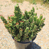 Austrocylindropuntia subulata monstrose &