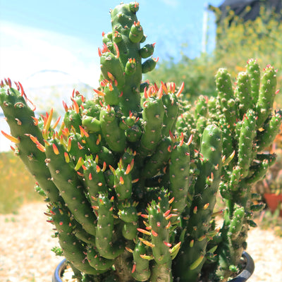 gumby succulent Austrocylindropuntia subulata monstrose 'Gumby' 4" Pot