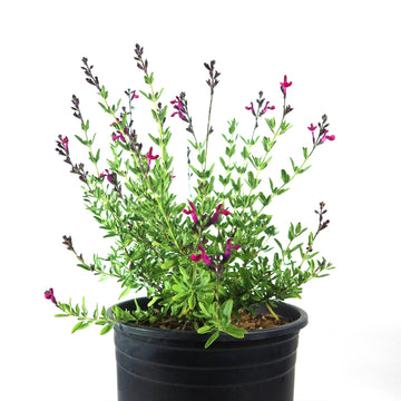sage plant pot Autumn Sage ‘Salvia greggii’