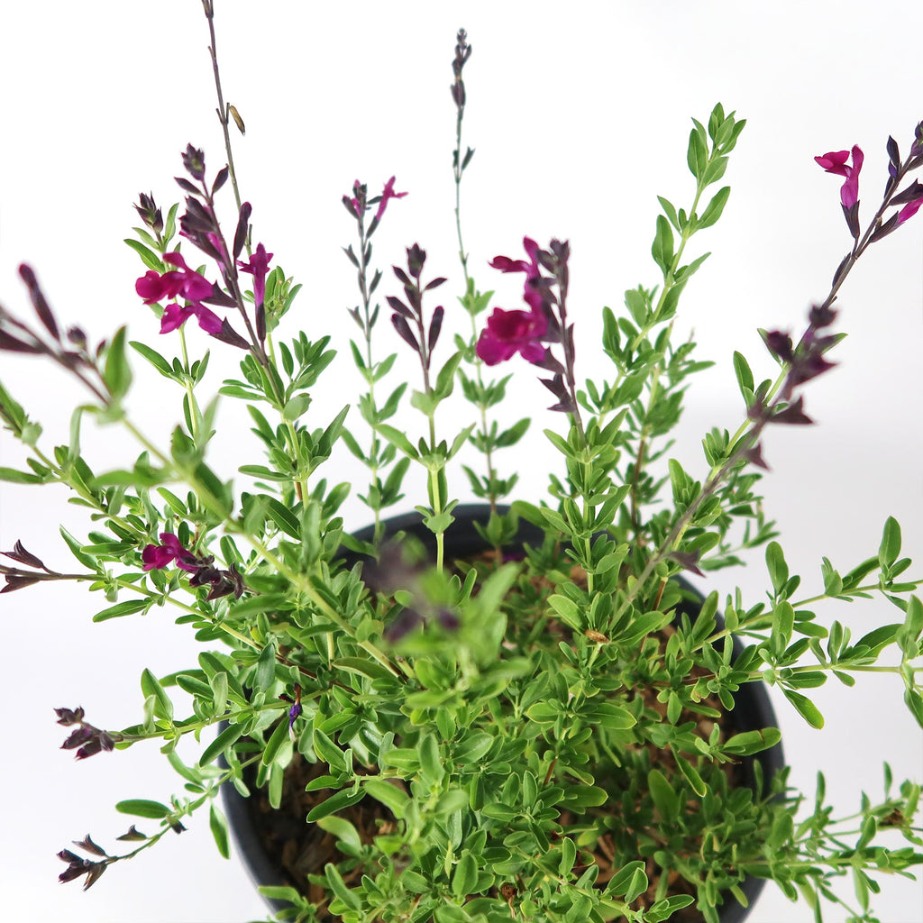 Autumn Sage ‘Salvia greggii’