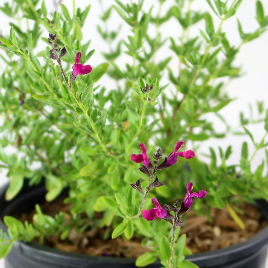 Autumn Sage ‘Salvia greggii’