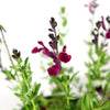 Autumn Sage ‘Salvia greggii’