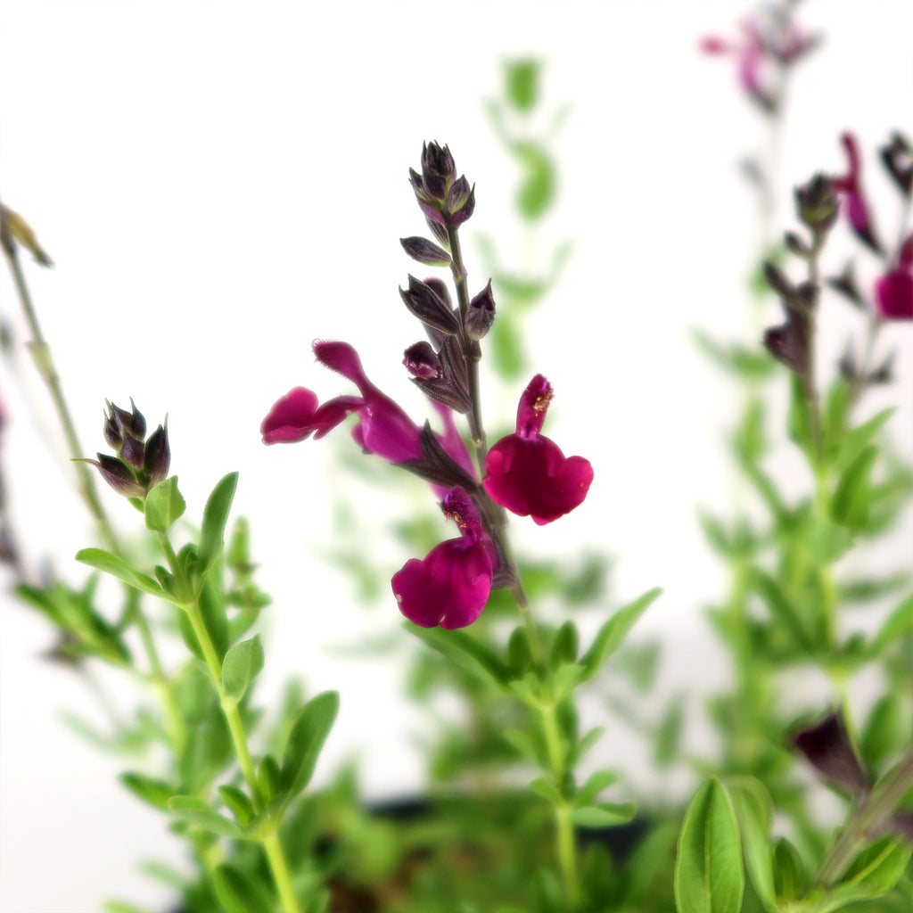 Autumn Sage ‘Salvia greggii’