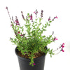 Autumn Sage ‘Salvia greggii’