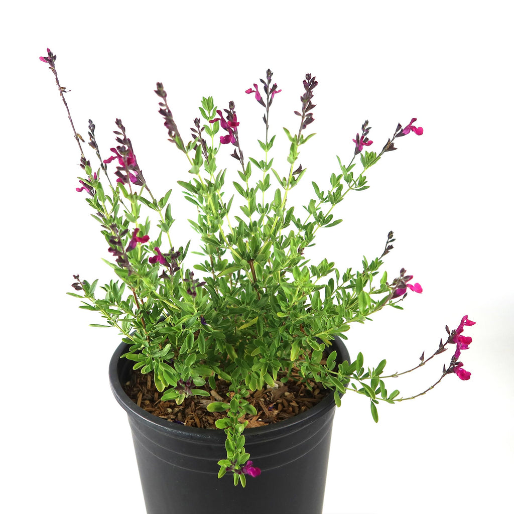 Autumn Sage ‘Salvia greggii’