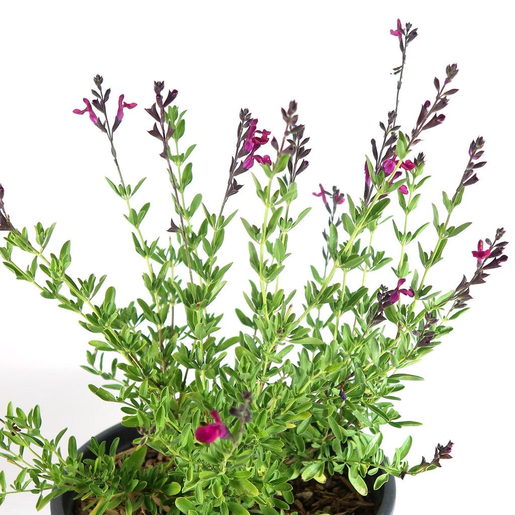 Autumn Sage ‘Salvia greggii’