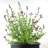 Autumn Sage ‘Salvia greggii’