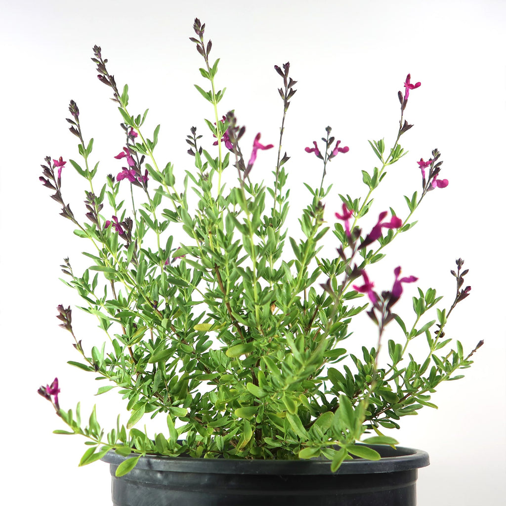 Autumn Sage ‘Salvia greggii’