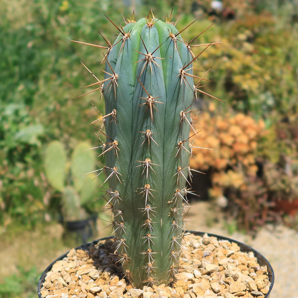 Azureocereus Browningia hertlingiana