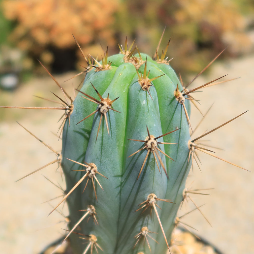 Azureocereus Browningia hertlingiana