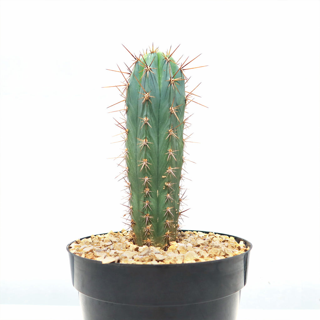 Azureocereus Browningia hertlingiana