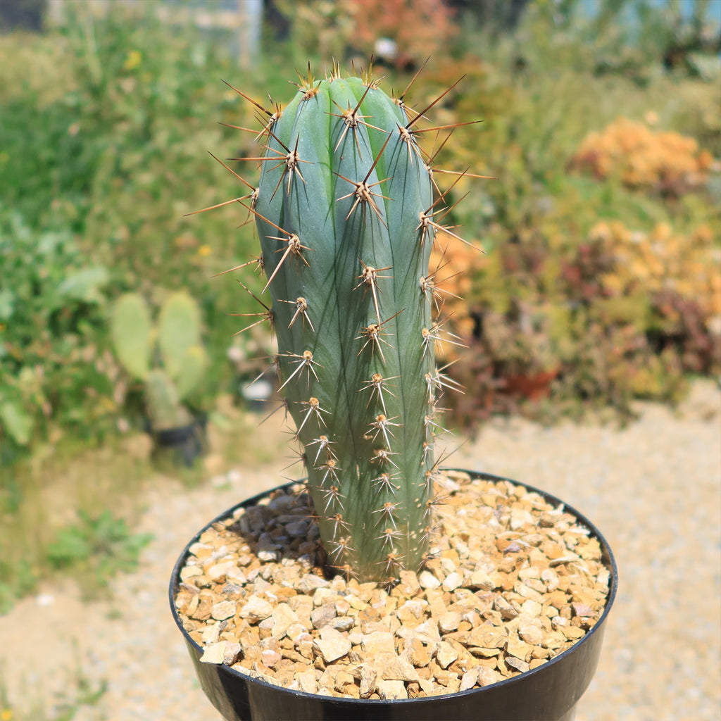 Azureocereus Browningia hertlingiana