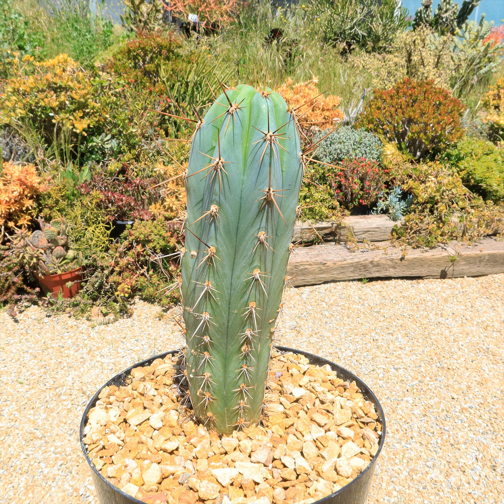 Azureocereus Browningia hertlingiana