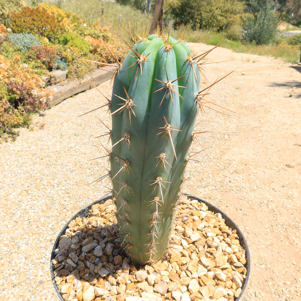 Azureocereus Browningia hertlingiana