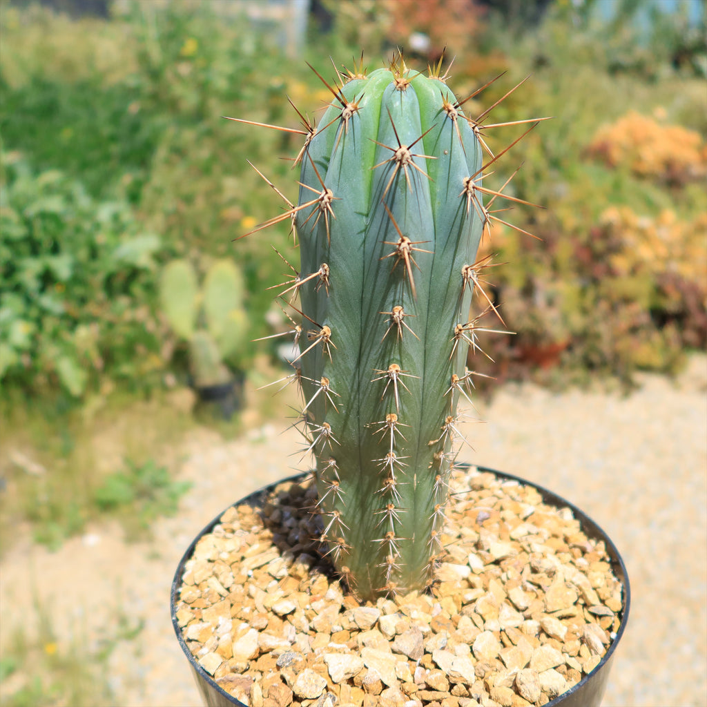 Azureocereus Browningia hertlingiana