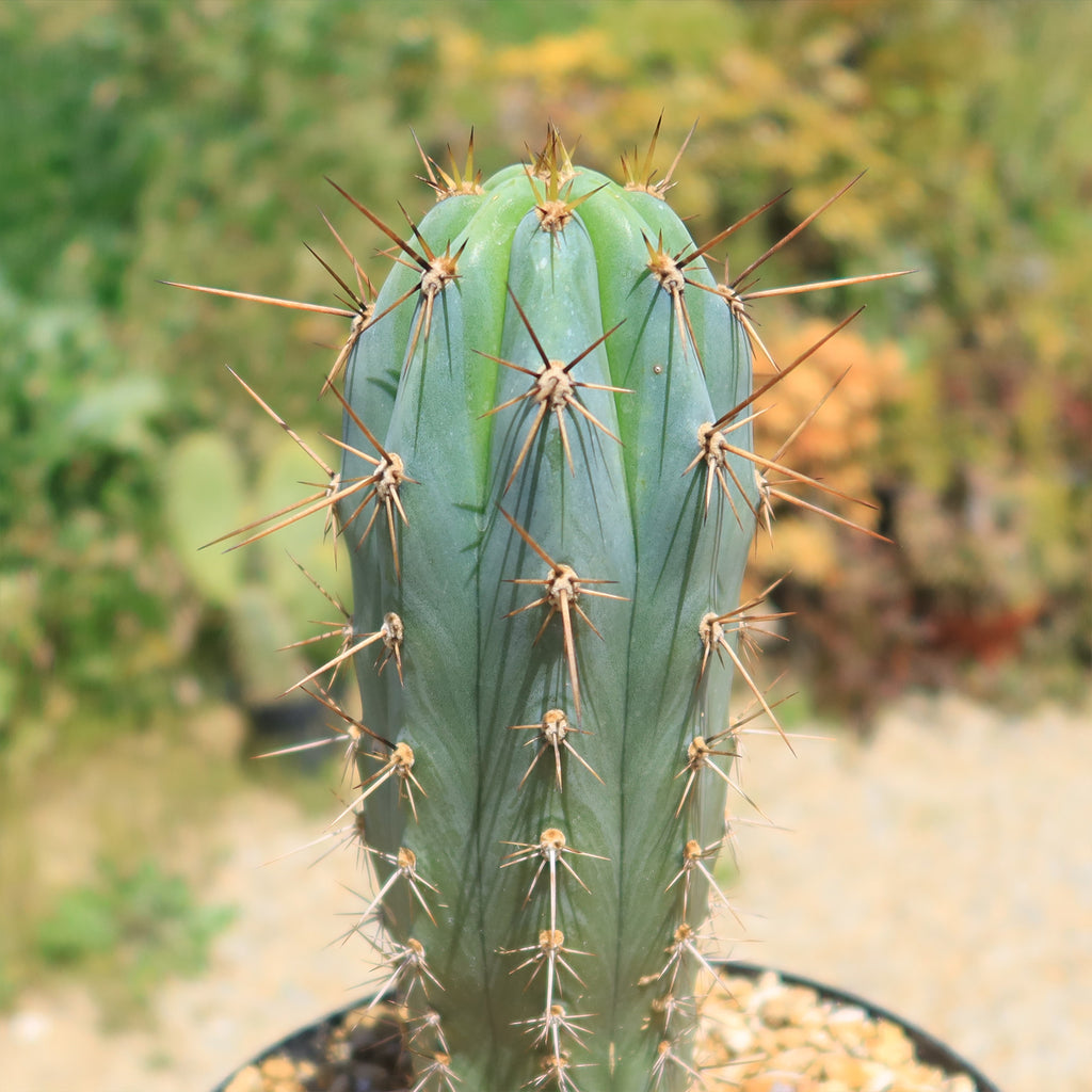 Azureocereus Browningia hertlingiana