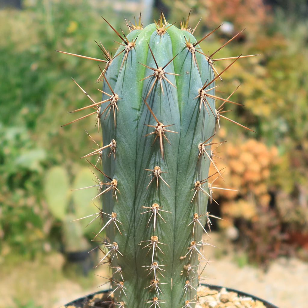 Azureocereus Browningia hertlingiana
