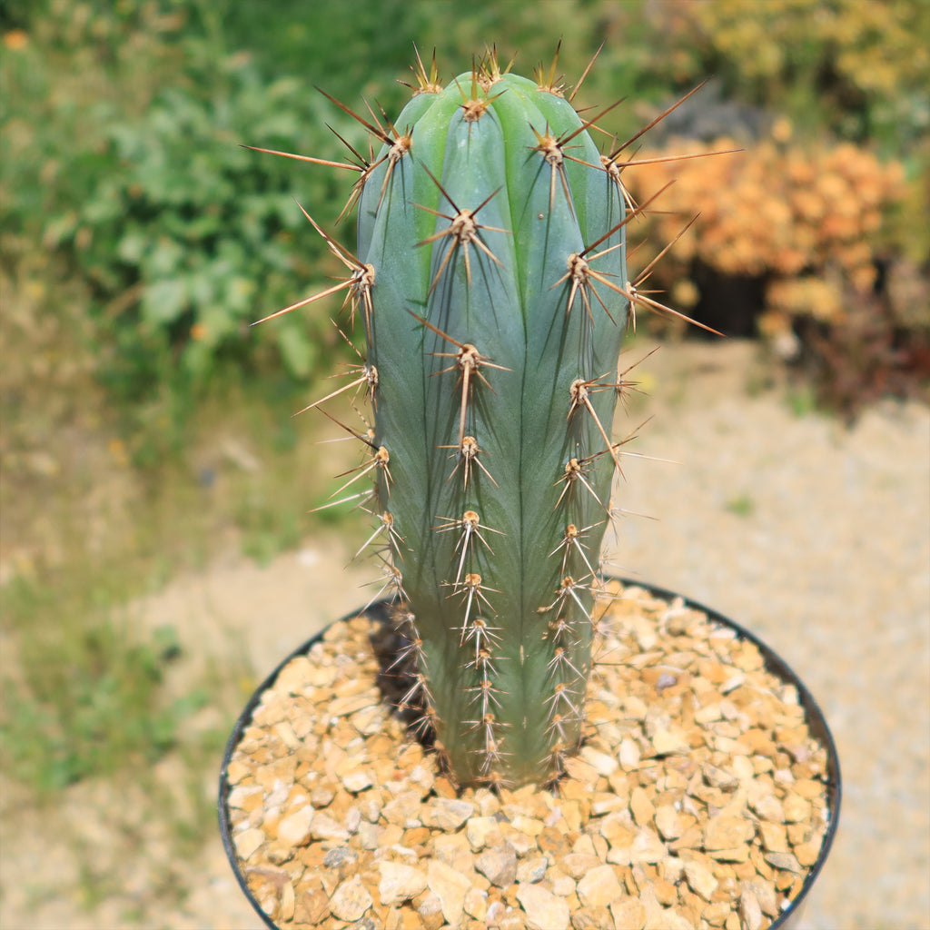 Azureocereus Browningia hertlingiana