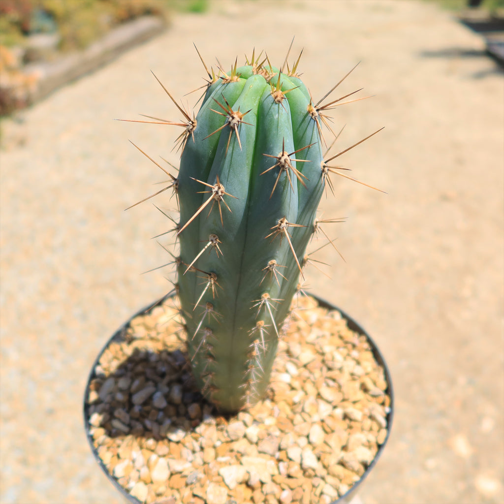 Azureocereus Browningia hertlingiana
