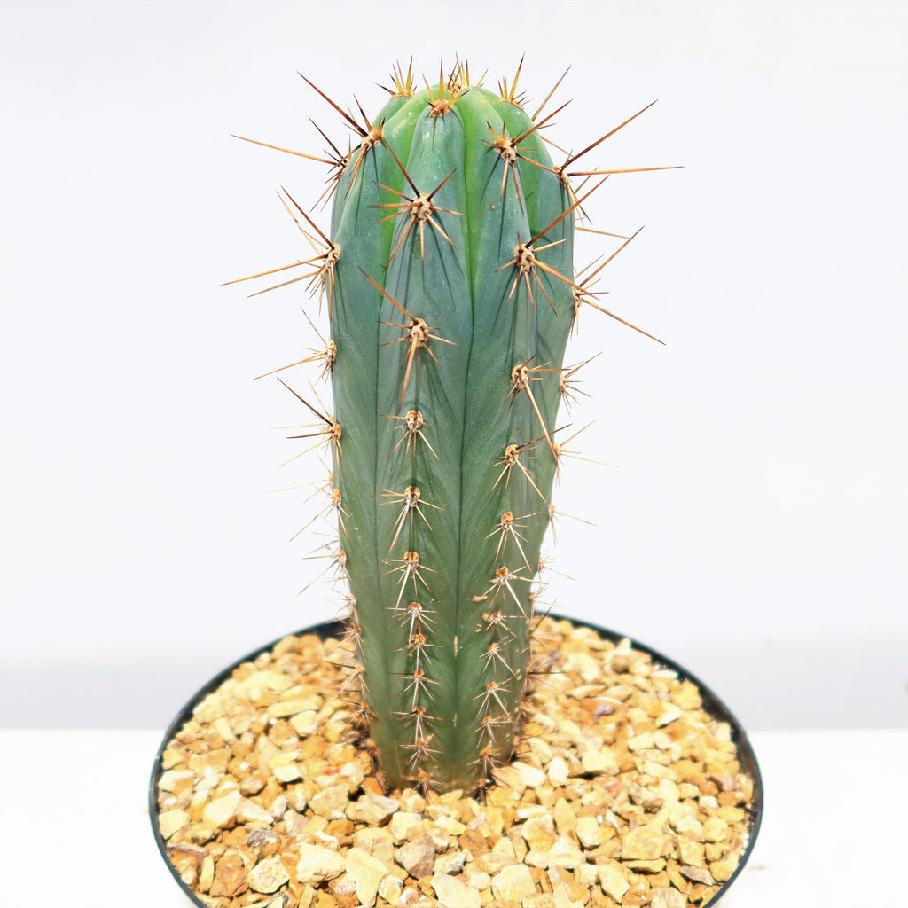 Azureocereus Browningia hertlingiana