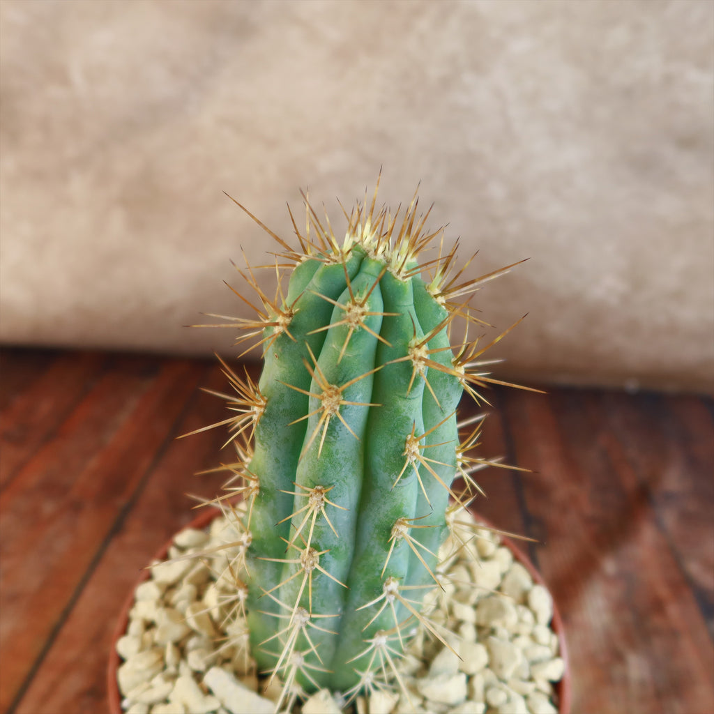 Azureocereus Browningia hertlingiana