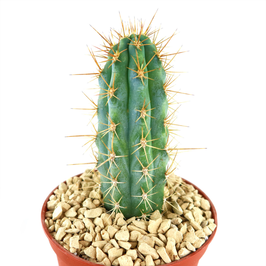 Azureocereus Browningia hertlingiana