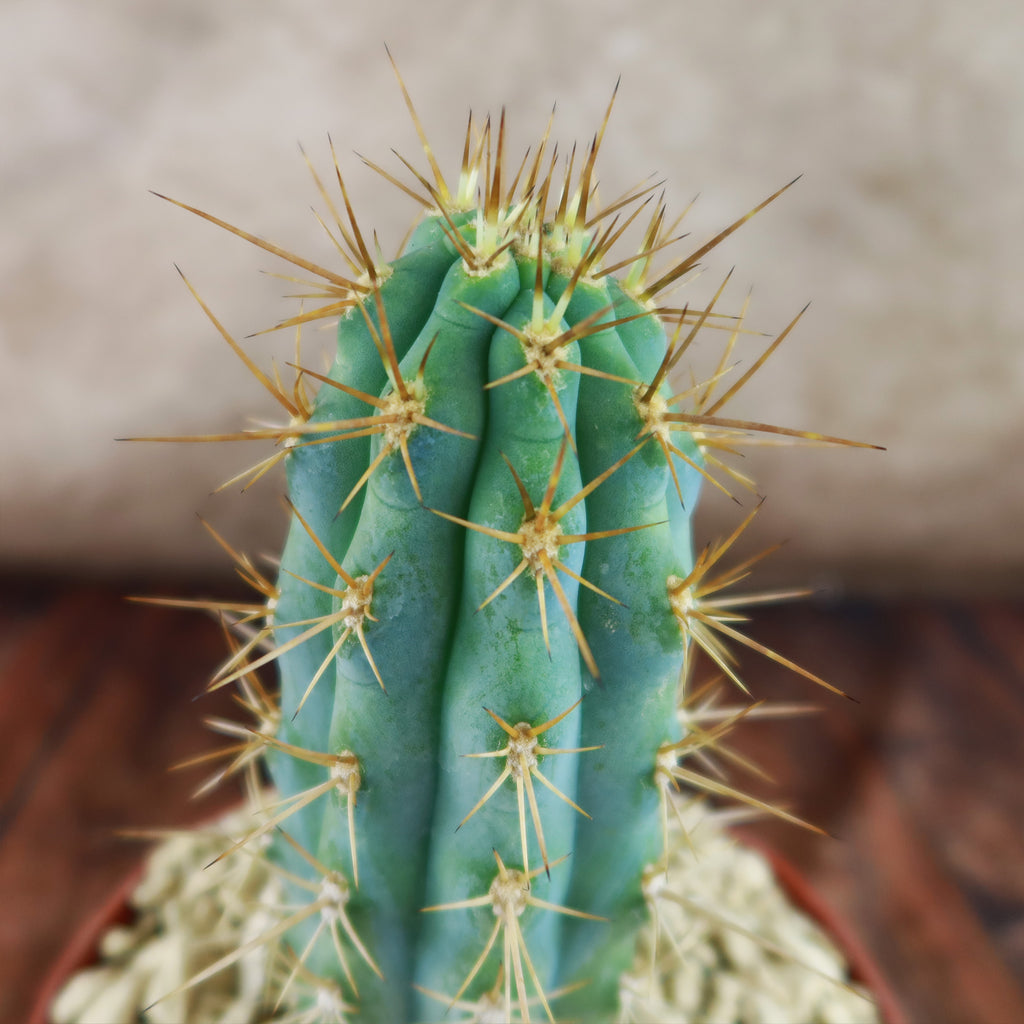 Azureocereus Browningia hertlingiana