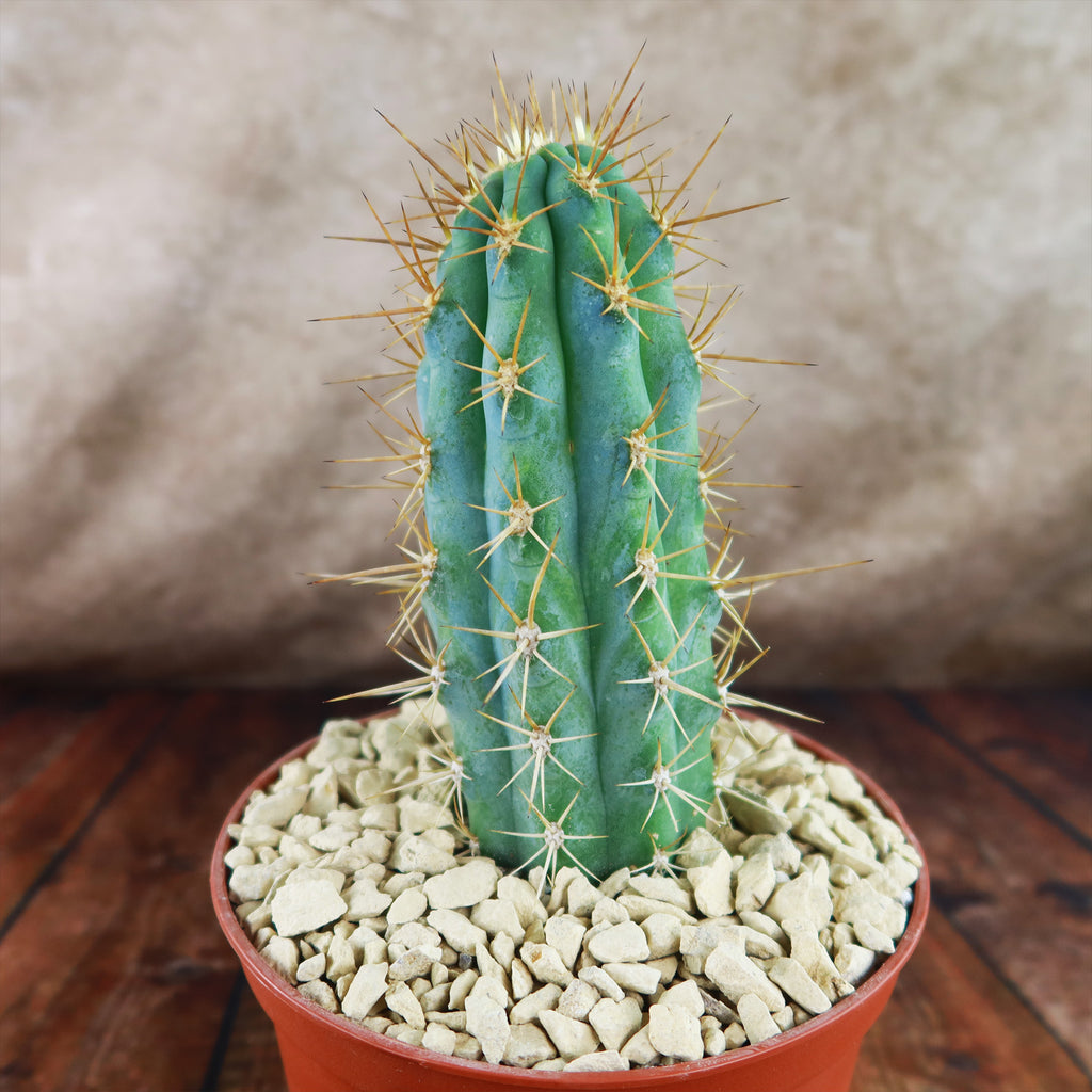 Azureocereus Browningia hertlingiana