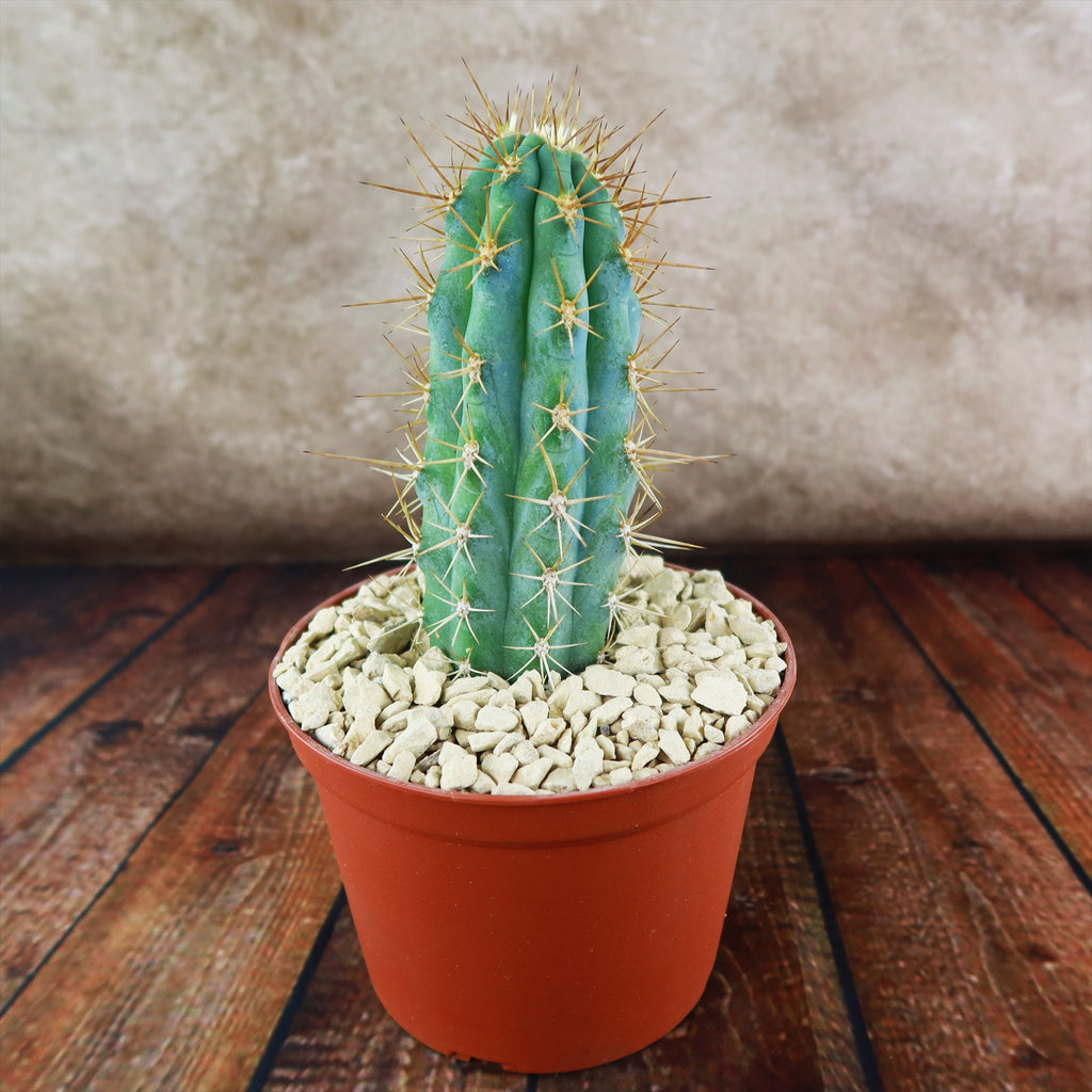 Azureocereus Browningia hertlingiana