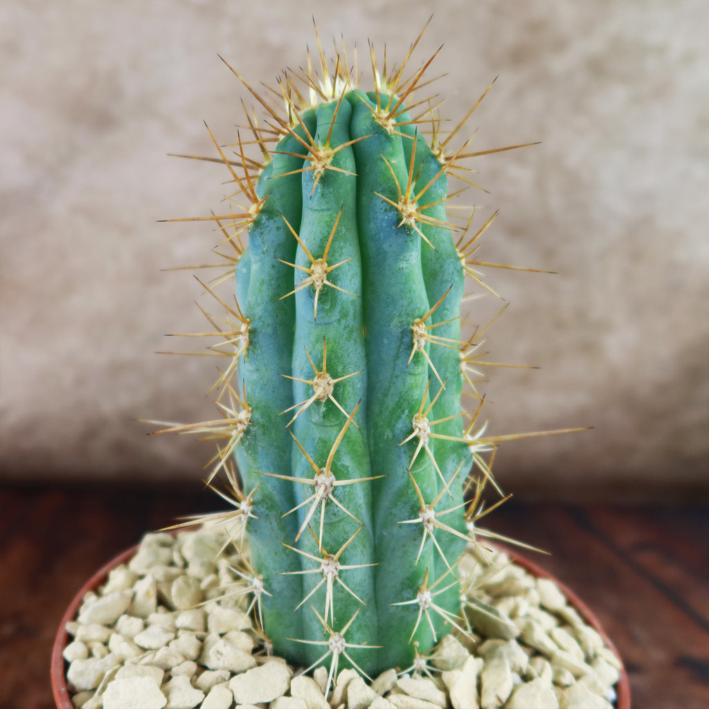 Azureocereus Browningia hertlingiana