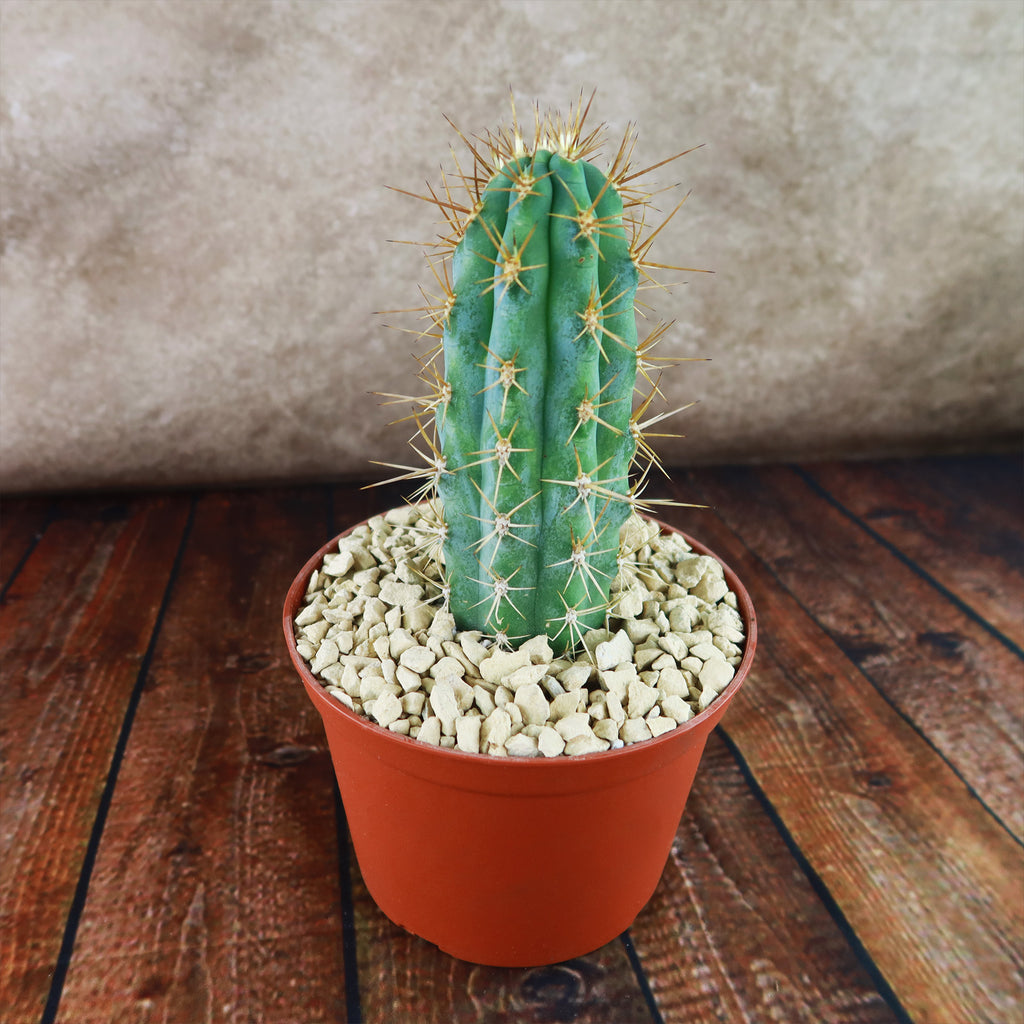 Azureocereus Browningia hertlingiana