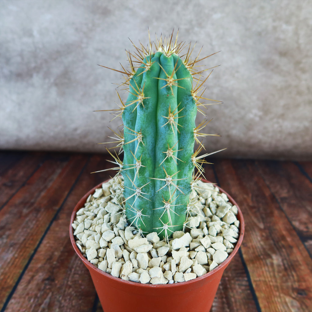 Azureocereus Browningia hertlingiana
