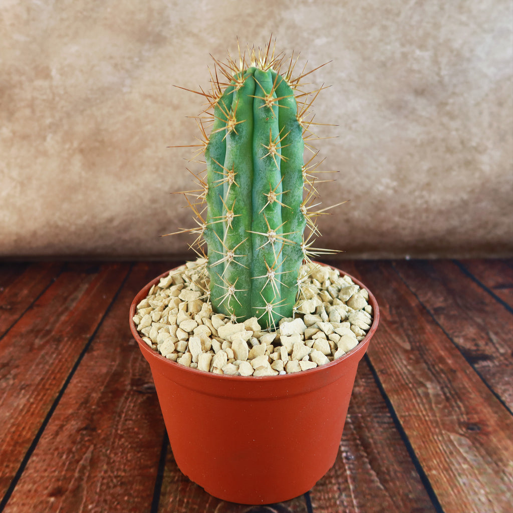 Azureocereus Browningia hertlingiana