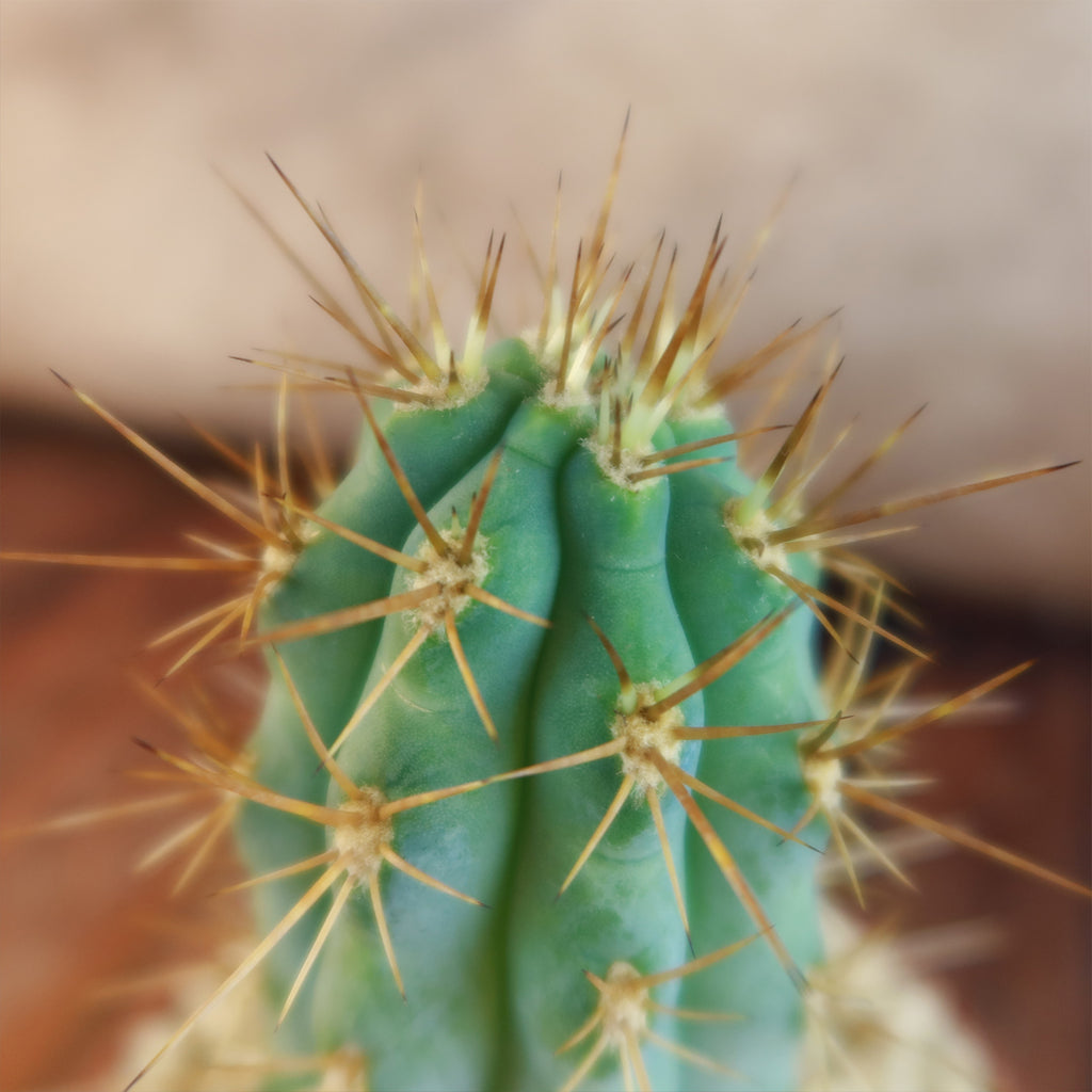 Azureocereus Browningia hertlingiana