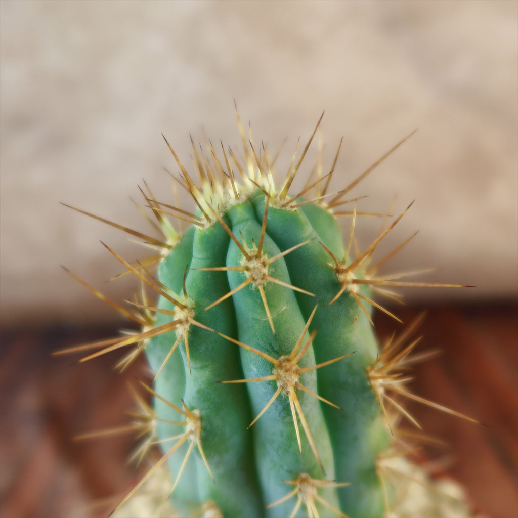 Azureocereus Browningia hertlingiana