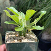 Dorstenia Foetida