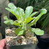 Dorstenia Foetida