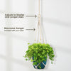 Baby Tears Plants ‘Pilea depressa’
