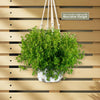 Baby Tears Plants ‘Pilea depressa’