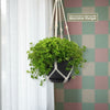 Baby Tears Plants ‘Pilea depressa’