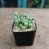Baby Toes &