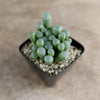Baby Toes &